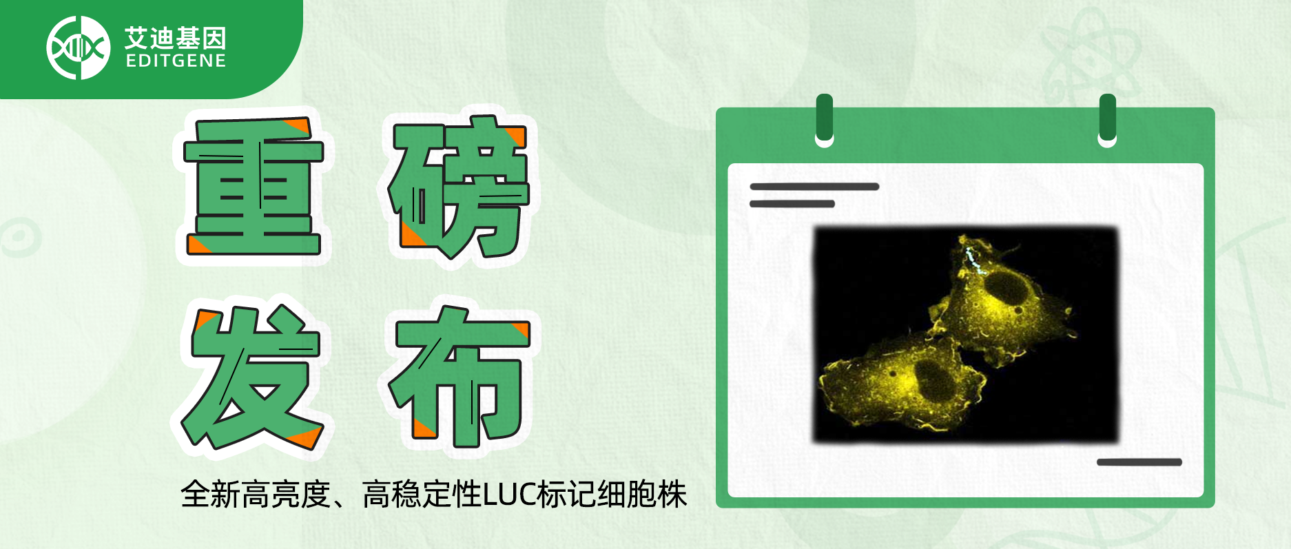 更简单更精确的分子静态观察工具-全新高亮度、高稳定性LUC标记细胞株重磅发布！